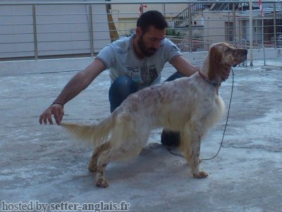 Setter Anglais RED BY FILIS